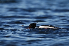 David Plant Photography - Wildlife Photography - Red-breasted merganser - A